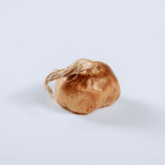 Garden Corms Pack of 10 corms Gozie Saffron Premium Quality Saffron